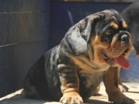 RENKLİ BULLDOG ÇOCUKLAR