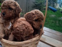 Anne altından poodle