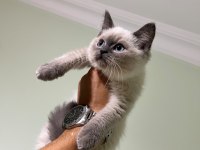 BRITISH SHORTHAIR BLUE POİNT