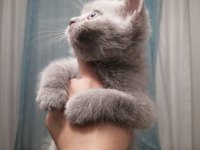 lilak renginde british shorthair