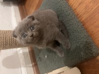 Scottish fold yavrular için yuva