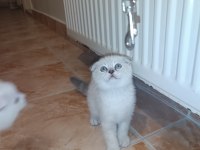 Blue point anne ve scottish fold baba