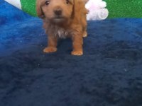 MUHTEŞEM MALTİPOO MİNİKLER