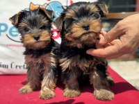 Show kalite tea cup yorkshire terrier yavrularımız