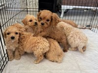 Irk Ve Sağlık Garantili Maltipoo Yavrularımız