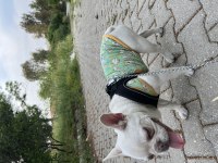 French bulldog 7-8 aylık aşılı erkek