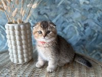 Scottish Fold Shorthair Sıfır Kulak Erkek Yavrular