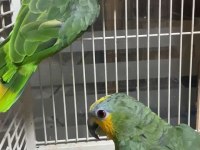 AMAZON PAPAGANI MASKOT