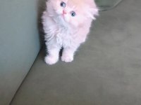 British longhair dişi yavrumuz