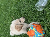 Golden Retriever Köpekler