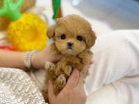 Evraklı ırk ve sağlık garantili mini maltipoo bebekler