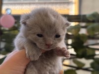 0-2 aylık scottish fold yavrular