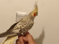 Ele Alıştırmalık Sultan Papağanı