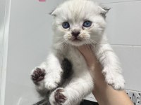 En tatlı scottish fold yavrular yuva arıyoruz