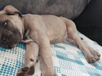 Sahiplendirme cane corso