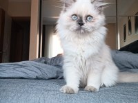 Erkek dişi chinchilla