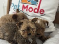 Safkan wc eğitimli tea cup morkie yavrularımız