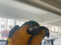 6 ile 10 aylık macaw papağanı