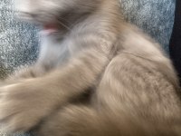 4.5 aylık British Shorthair