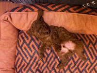 Toy poodle red brown