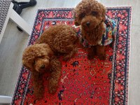 BROWN TOY POODLE ERKEK - MİNİ BOY ÇİFTLEŞMEYE HAZIR