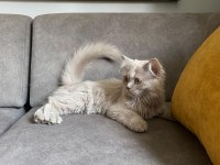 4 aylık british shorthair yavrumuz
