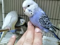 Yavru yetişkin muhabbet kuşları mevcuttur