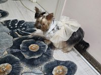 Dişi 8 aylık yorkshire terrier