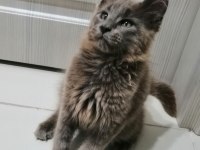 Safkan erkek maine coon yavrum