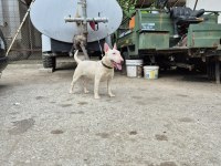 A CLASS ŞECERE DİŞİ BULL TERRİER