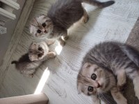 2 aylık scottish fold yavrular