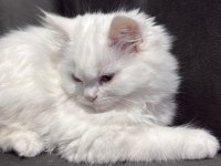Uygun British Longhair