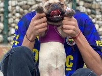 Dişi Fransız bulldog