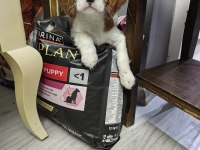 Emsalsiz cavalier king charles yavrularım ev ortamından