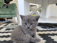 3 aylık british shorthair gri yavru