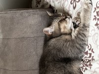 British shorthair kedisi
