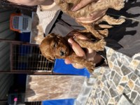 Red brown toy poodle yavrularımız