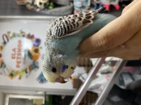 Ele omuza alıştırmalık yavru muhabbet kuşlarımız 
