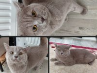 Ücretsiz British Shorthair Kedimiz
