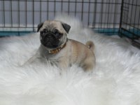 Pug mops yavrularımız A kalite