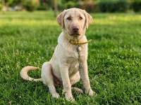 Hakiki Labrador Köpeğimiz Satılık