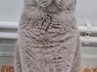 British shorthair sahibinden erkekler