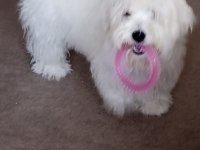 Orijinal maltese terrier