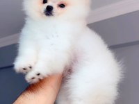 Pomeranian boo Teddy Yüz