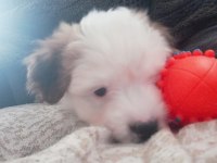 Yavru maltipoo yeni sıcak yuvasını arıyor