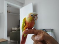Yavru Suncheek Konur Papağanı
