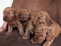 KORE KAN POODLE SAHİPLENDİRME