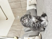 İpek Tüylü Scottish Longhair Yavru
