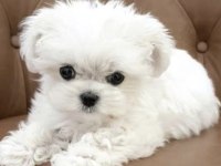 Bakımlı maltese terrier