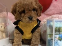 BEBEK SURAT OYUNCAK GİBİ MALTIPOO BEBEKLER